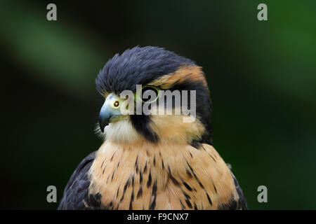 Aplomado Falcon Stockfoto