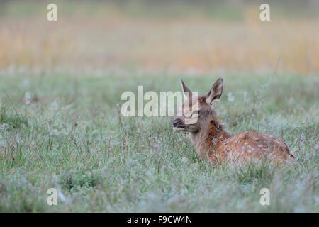 Fawn von Red Deer/Rothirsch (Cervus elaphus) ruht in Tau nasses Gras, blickt über ihre Schulter, Europa. Stockfoto