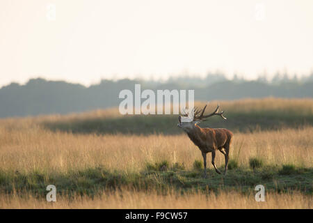 Rothirsch / Rothirsche (Cervus Elaphus) in Furche auf offenem Grasland, Steppe. Stockfoto