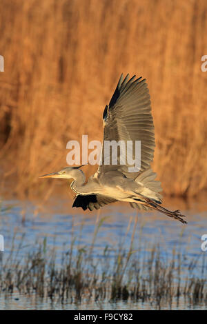 Graureiher (Ardea Cinerea) Stockfoto