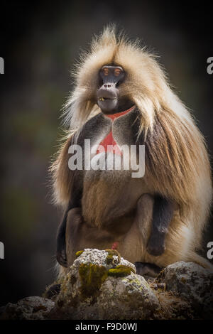 Porträt von Gelada (männlich), Simien-Gebirge-Nationalpark, Äthiopien. Stockfoto