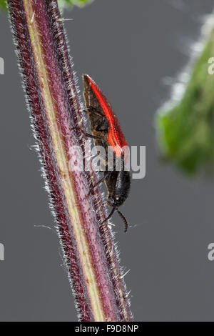 Kardinal Click Beetle, Roter Schnellkäfer, Rotdecken-Schnellkäfer Ampedus spec, Schnellkäfer, Elateridae, klicken Sie auf Käfer Stockfoto