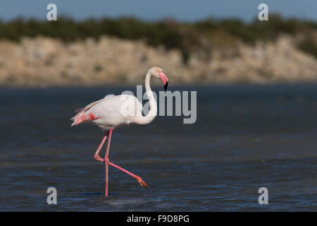Rosaflamingo, Rosaflamingo, Rosa-Flamingo, Flamingo, Phoenicopterus Roseus, Le Flamant rose Stockfoto