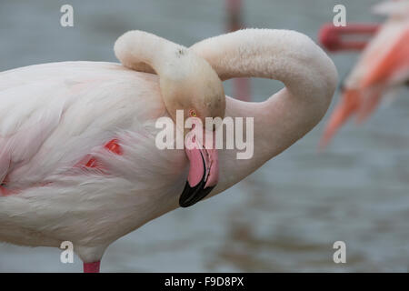 Rosaflamingo, Rosaflamingo, Rosa-Flamingo, Flamingo, Phoenicopterus Roseus, Le Flamant rose Stockfoto