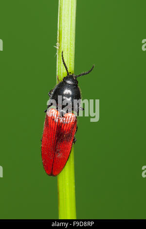 Kardinal Click Beetle, Roter Schnellkäfer, Rotdecken-Schnellkäfer Ampedus spec, Schnellkäfer, Elateridae, klicken Sie auf Käfer Stockfoto