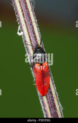 Kardinal Click Beetle, Roter Schnellkäfer, Rotdecken-Schnellkäfer Ampedus spec, Schnellkäfer, Elateridae, klicken Sie auf Käfer Stockfoto