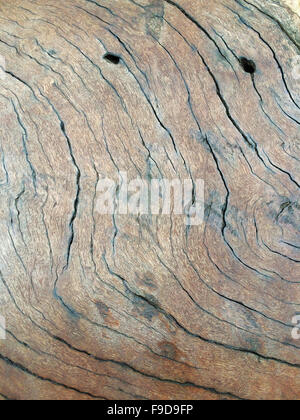 Aus Holz Textur von einem Treibholz extreme Nahaufnahme mit fließenden Linien der Risse Stockfoto