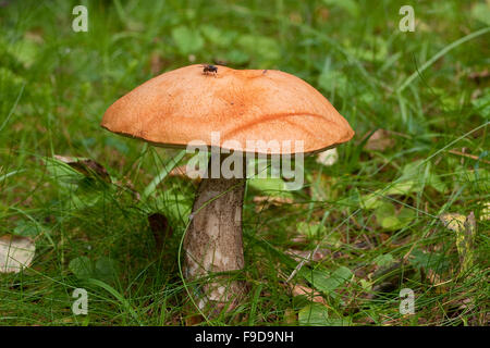 Scaberstalk, orange Birch Bolete, Birken-Badwärmer, Heide-Badwärmer, Birkenrotkappe, Leccinum Versipelle, Leccinum testaceoscabrum Stockfoto