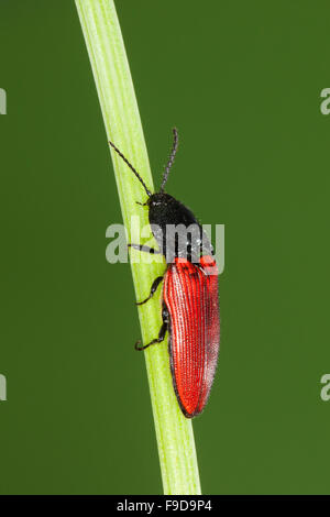 Kardinal Click Beetle, Roter Schnellkäfer, Rotdecken-Schnellkäfer Ampedus spec, Schnellkäfer, Elateridae, klicken Sie auf Käfer Stockfoto