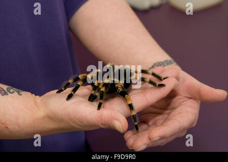 Mexican Redknee Tarantula Spinne Stockfoto