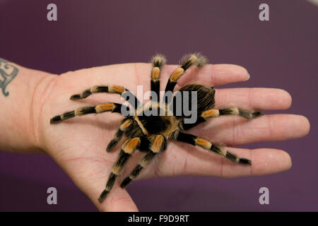 Mexican Redknee Tarantula Spinne Stockfoto