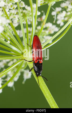 Kardinal Click Beetle, Roter Schnellkäfer, Rotdecken-Schnellkäfer Ampedus spec, Schnellkäfer, Elateridae, klicken Sie auf Käfer Stockfoto