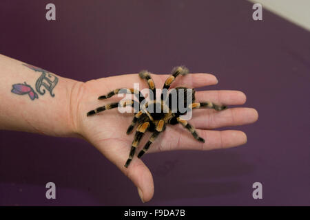 Mexican Redknee Tarantula Spinne Stockfoto