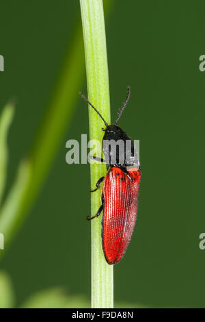 Kardinal Click Beetle, Roter Schnellkäfer, Rotdecken-Schnellkäfer Ampedus spec, Schnellkäfer, Elateridae, klicken Sie auf Käfer Stockfoto