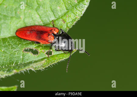 Kardinal Click Beetle, Roter Schnellkäfer, Rotdecken-Schnellkäfer Ampedus spec, Schnellkäfer, Elateridae, klicken Sie auf Käfer Stockfoto