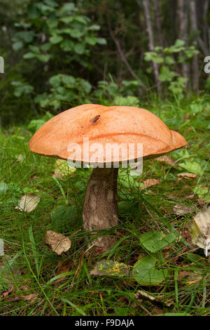 Scaberstalk, orange Birch Bolete, Birken-Badwärmer, Heide-Badwärmer, Birkenrotkappe, Leccinum Versipelle, Leccinum testaceoscabrum Stockfoto