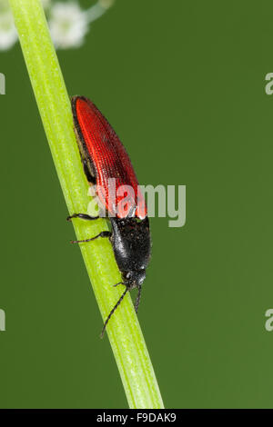 Kardinal Click Beetle, Roter Schnellkäfer, Rotdecken-Schnellkäfer Ampedus spec, Schnellkäfer, Elateridae, klicken Sie auf Käfer Stockfoto