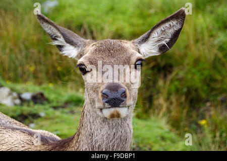 Nahaufnahme von Rotwild hind Stockfoto