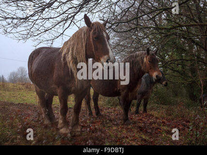 Pferde im verregneten Wald Stockfoto