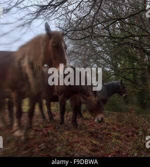 Pferde im verregneten Wald Stockfoto