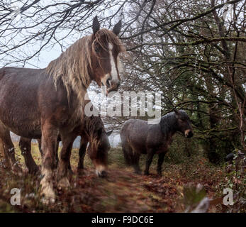 Pferde im verregneten Wald Stockfoto