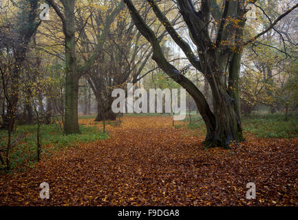 Bäume, Embleme Niederwald, Hatfield Herbstwald, Essex Stockfoto