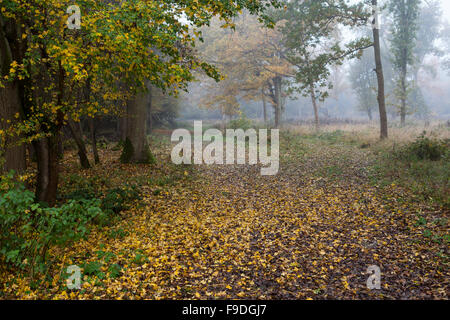 Embleme Niederwald, Hatfield Wald, Regen und Nebel Stockfoto