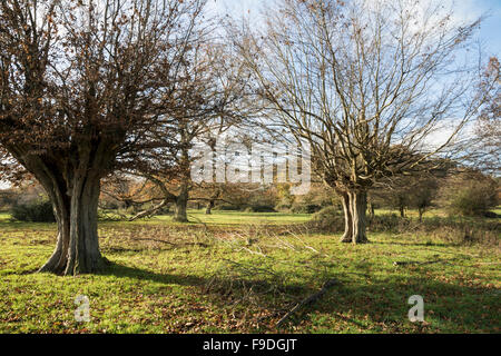 Gekappte Hainbuchen, Hatfield Forest, Essex Stockfoto