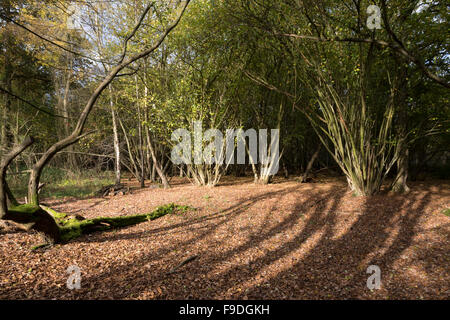 Rundschnitt Woodland, Hatfield Forest, Essex Stockfoto