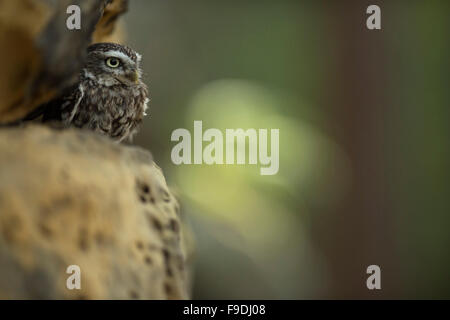 Erwachsene Minervas Eulen / kleine Eulen / Steinkauz ( Athene noctua ) sitzt versteckt in einer Felsspalte, Tierwelt, Europa. Stockfoto