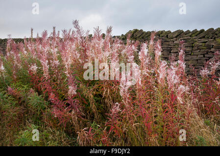 Weidenröschen (Rosebay Weidenröschen, Chamerion Angustifolium) Seedheads neben einer englischen Landstraße im Herbst. Stockfoto