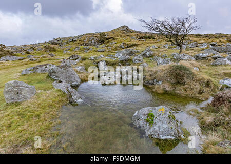 Belstone Common, Dartmoor Nationalpark, Belstone in der Nähe von Oakhampton, Devon, England, UK Stockfoto