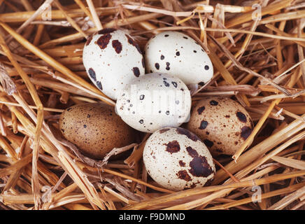 Gruppe von rohen Wachteleiern in einem Stroh nest Stockfoto