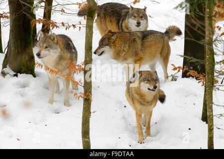 Europäischer Wolf (Canis Lupus Lupus) Pack, spielen und kommunizieren im Wald mit Schnee, Bayerischer Wald, Deutschland Stockfoto