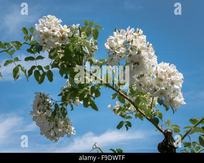 Hochzeit Tag Rosen auf eine stark beschnittene Klettern kräftig gestiegen Stockfoto