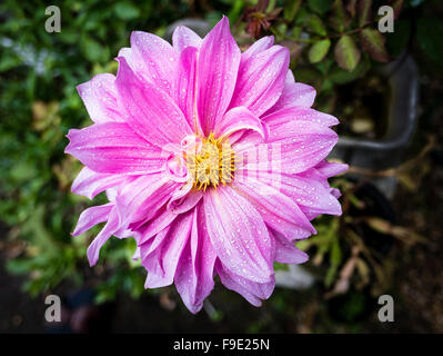 Dahlie 'Hamari Girl'-Blüte im September Stockfoto