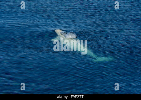 Ein Beluga-Wal (Delphinapterus Leucas) eine Seifenblase, wie es zum Atmen von der Nord-West Küste von Spitzbergen Oberflächen Stockfoto