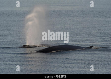 Finnwal (Balaenoptera Physalus) zum Atmen auftauchen in der Nähe von Eingang Raudfjord, Spitzbergen, Svalbard, norwegischen Arktis Stockfoto