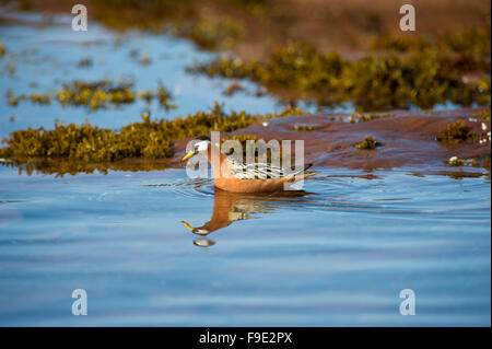 Ein rotes Phalarope aka grau Wassertreter (Phalaropus Fulicarius) während der Brutzeit in den Fjorden von Spitzbergen, Svalbard in der norwegischen Arktis summe Stockfoto