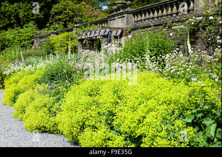 Herrlichen Stately Home krautige Grenze mit Alchemilla Mollis im Vordergrund in Rydal Hall Cumbria Stockfoto