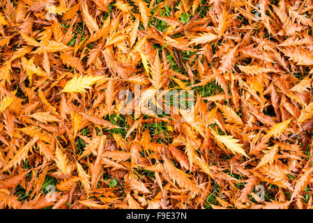 Gefallenen Buche Blätter auf einem Rasen bilden einen Teppich aus goldenen braunen Farben Stockfoto