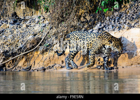 Jaguar auf der Pirsch Stockfoto