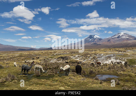 Foto von einer Gruppe von Lamas und Alpakas in Nationalpark Sajama, Bolivien. Stockfoto