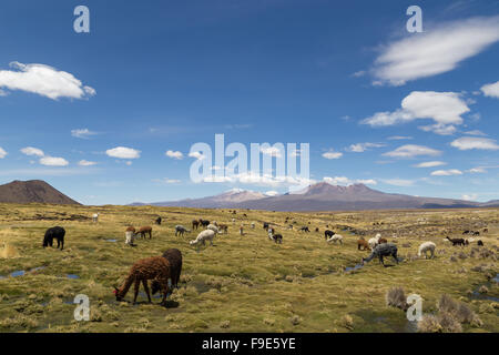 Foto von einer Gruppe von Lamas und Alpakas in Nationalpark Sajama, Bolivien. Stockfoto