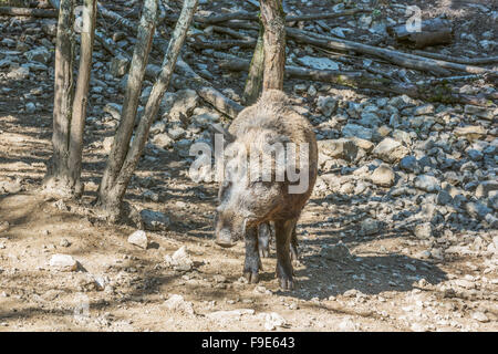 Wildschwein kommend in Richtung der Kamera. Stockfoto