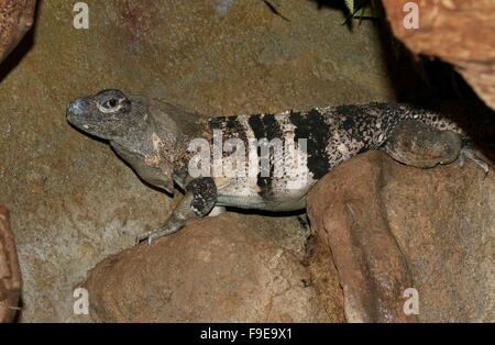 Schwarz stacheligen angebundene Iguana oder schwarz Ctenosaur (Ctenosaura Similis), ursprünglich aus Mexiko und Mittelamerika Stockfoto