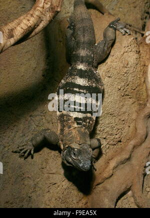 Schwarz stacheligen angebundene Iguana oder schwarz Ctenosaur (Ctenosaura Similis), ursprünglich aus Mexiko und Mittelamerika Stockfoto