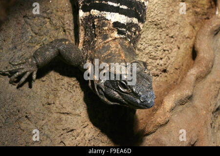 Mexikanischen und zentralamerikanischen schwarzen stacheligen tailed Iguana oder schwarz Ctenosaur (Ctenosaura Similis) Stockfoto