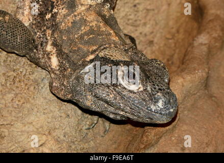 Mexikanischen und zentralamerikanischen schwarzen stacheligen tailed Iguana oder schwarz Ctenosaur (Ctenosaura Similis), Nahaufnahme des Kopfes Stockfoto