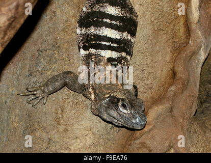 Mexikanischen und zentralamerikanischen schwarzen stacheligen tailed Iguana oder schwarz Ctenosaur (Ctenosaura Similis) Stockfoto